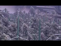 1200W フルスペクトル LED 成長光 調節可能 2400*1100mm サイズ 植物用 フルスペクトル 床灯